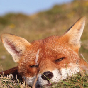 FOX-10-A3 Fox 10 Giclée Print
