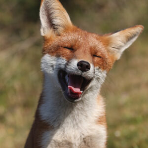 FOX-2-A3 Fox 2 Giclée Print