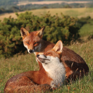 FOX-3-A3 Fox 3 Giclée Print