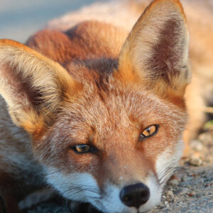 FOX-4-A3-1 Fox 4 Giclée Print