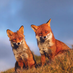 FOX-5-A3-1 Fox 5 Giclée Print