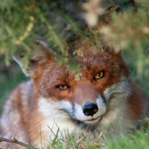 FOX-6-A3-1 Fox 6 Giclée Print
