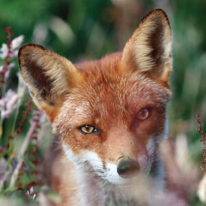 FOX-9-A3 Fox 9 Giclée Print