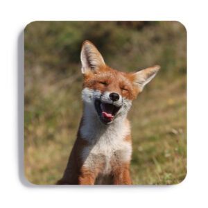 FOX_COASTER_2 FOX 2 Coaster