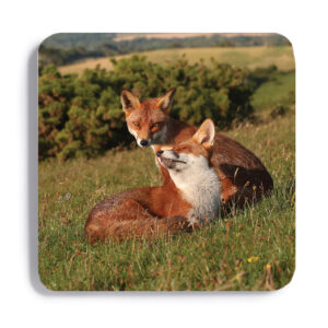 FOX_COASTER_3 FOX 3 Coaster