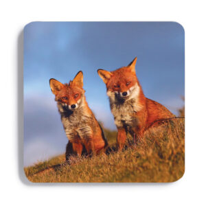 FOX_COASTER_4 FOX 4 Coaster