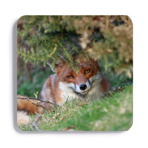 FOX_COASTER_5 FOX 5 Coaster