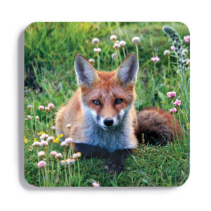 FOX_COASTER_6 FOX 6 Coaster
