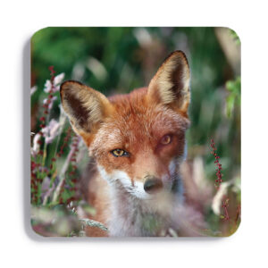 FOX_COASTER_7 FOX 7 Coaster