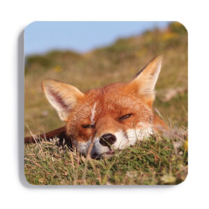 FOX_COASTER_8 FOX 8 Coaster
