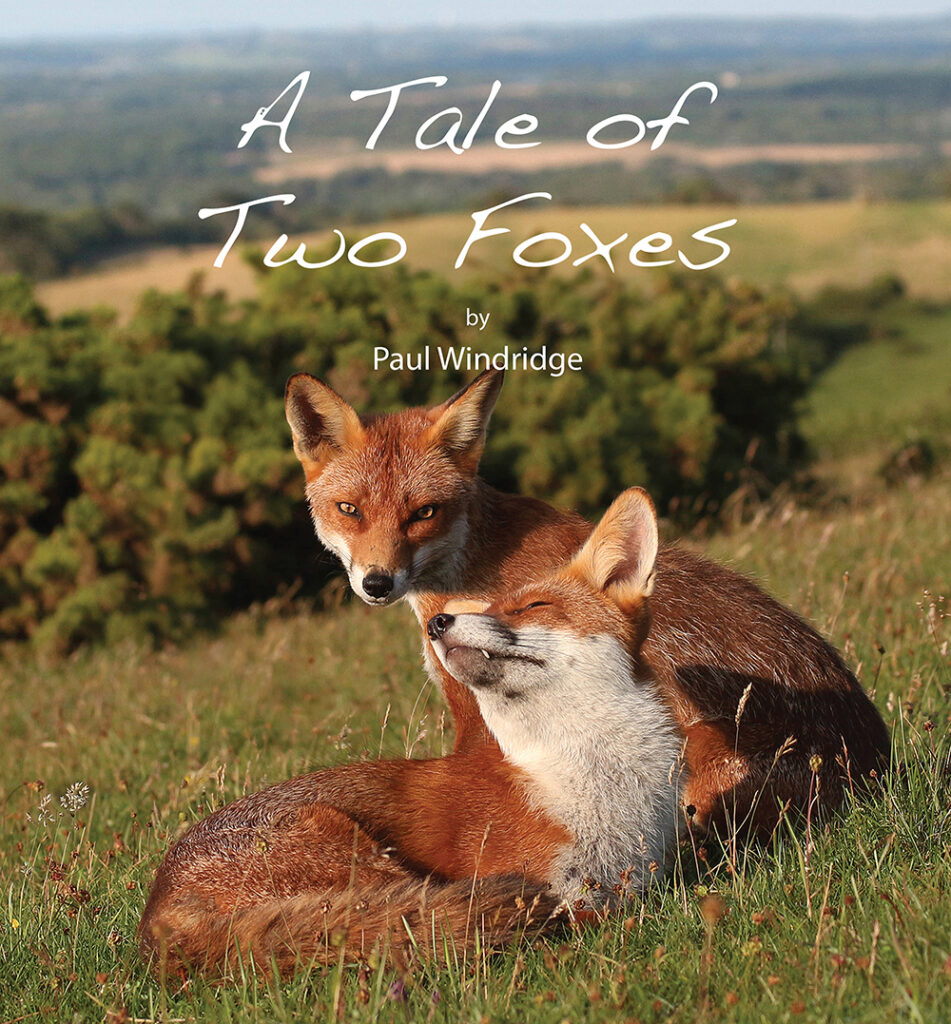 This image has an empty alt attribute; its file name is A-Tale-of-Two-Foxes-cover-4-951x1024.jpg